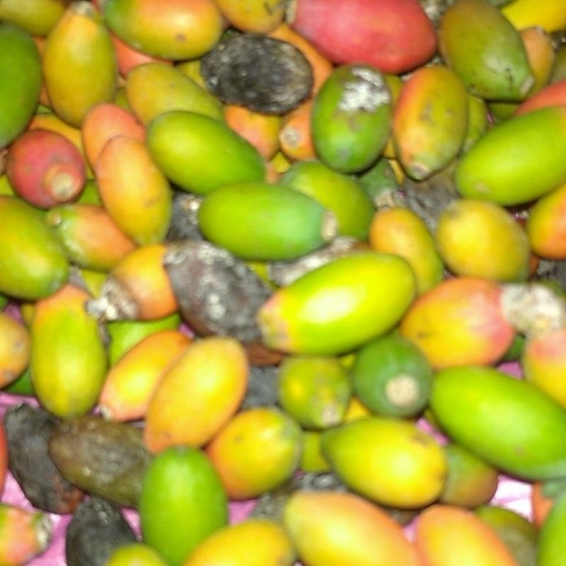

Sayur Kulit Kupas Belinjo Melinjo tanpa biji