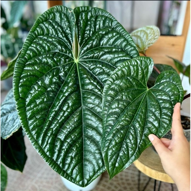 Tanaman Hias Hidup-ANTHURIUM LUXURIANS-Tanaman Anthurium Cantik Luxurians