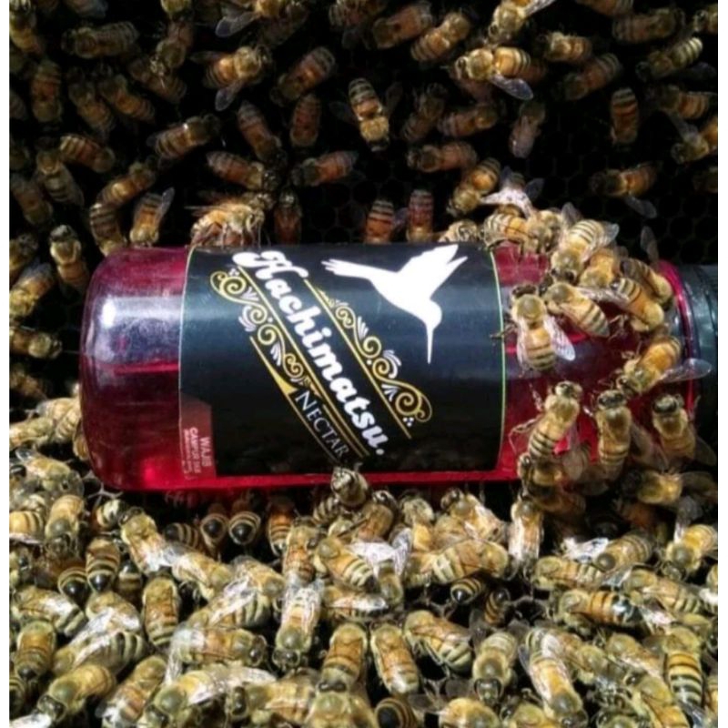 HACHIMATSU nektar nektar untuk burung konin pleci dll