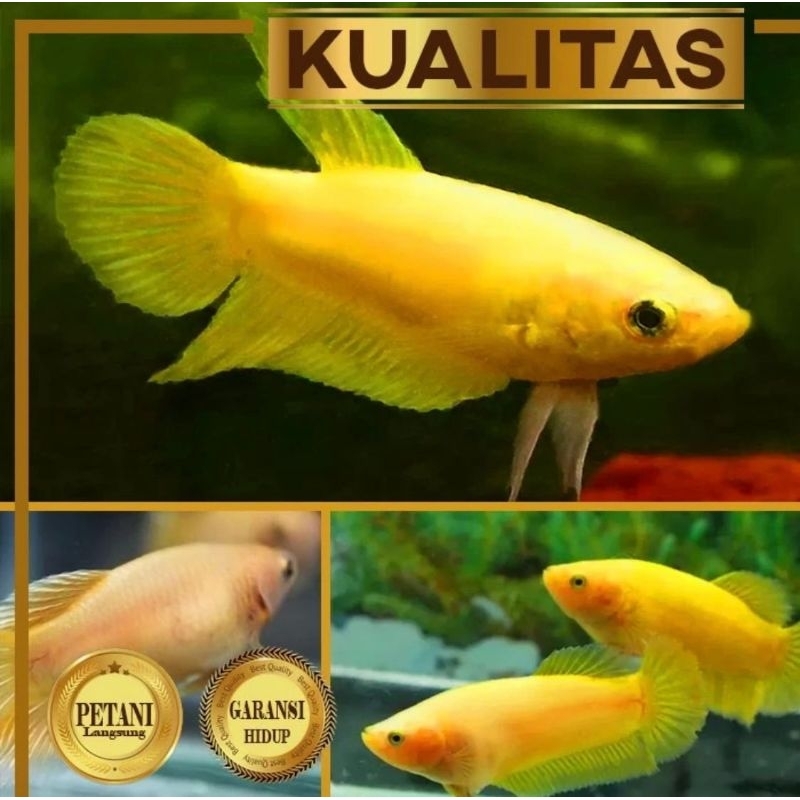 Paket Koloni (isi 10) Ekor Ikan Cupang Betina Full Yellow Plakat Hiasan Aquarium Tanaman Air Aquasca