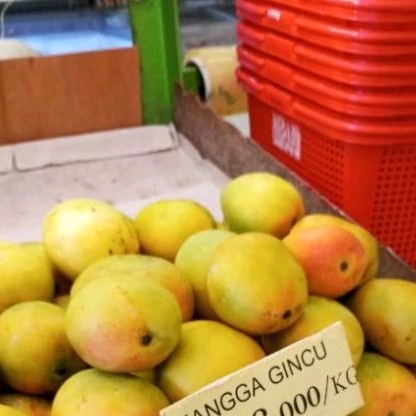 

Mangga Gincu 1kg