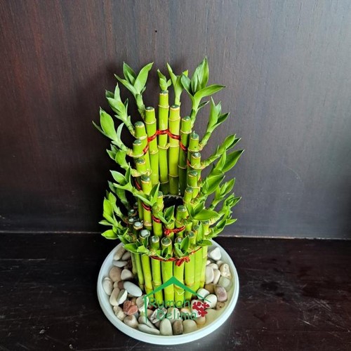 BAMBU HOKI/LUCKY BAMBOO