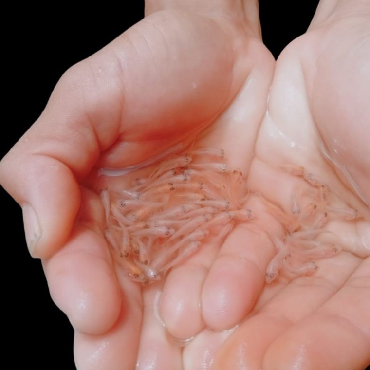 KODE G13G larva ik4n nila merah Bangkok 12cmpaket4 ekor