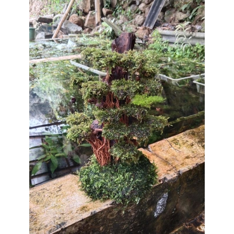 bonsai rentek besar untuk hiasan AQuascape dan aquarium