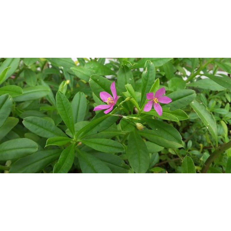 

jual daun gingseng jawa segar 500 gram