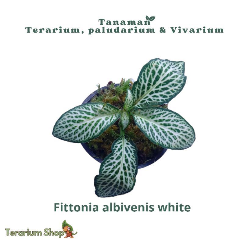 Tanaman fittonia albivenis white