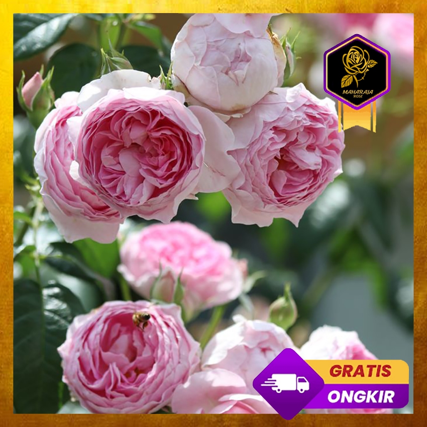 Mawar Import Mon Coeur - Mawar Rambat Wangi