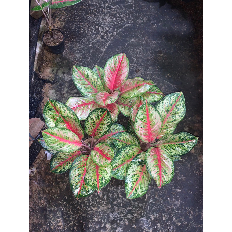 AGLONEMA SWEET DREAM