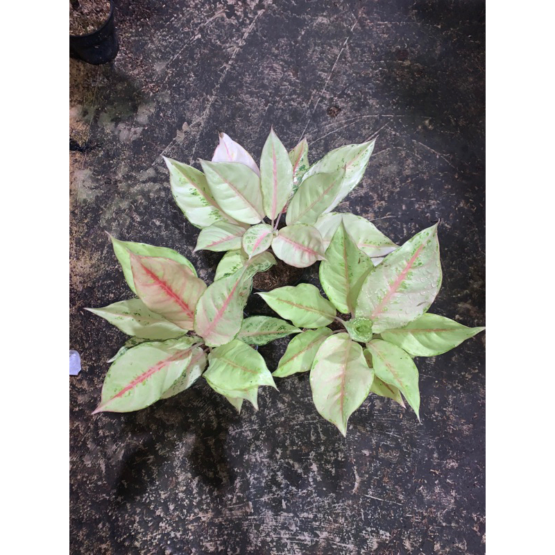 AGLONEMA FROZEN/AGLONEMA CINDERELA FROZEN