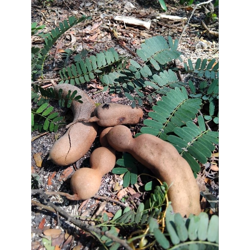 

ASAM JAWA matang segar PETIK LANGSUNG DARI POHON