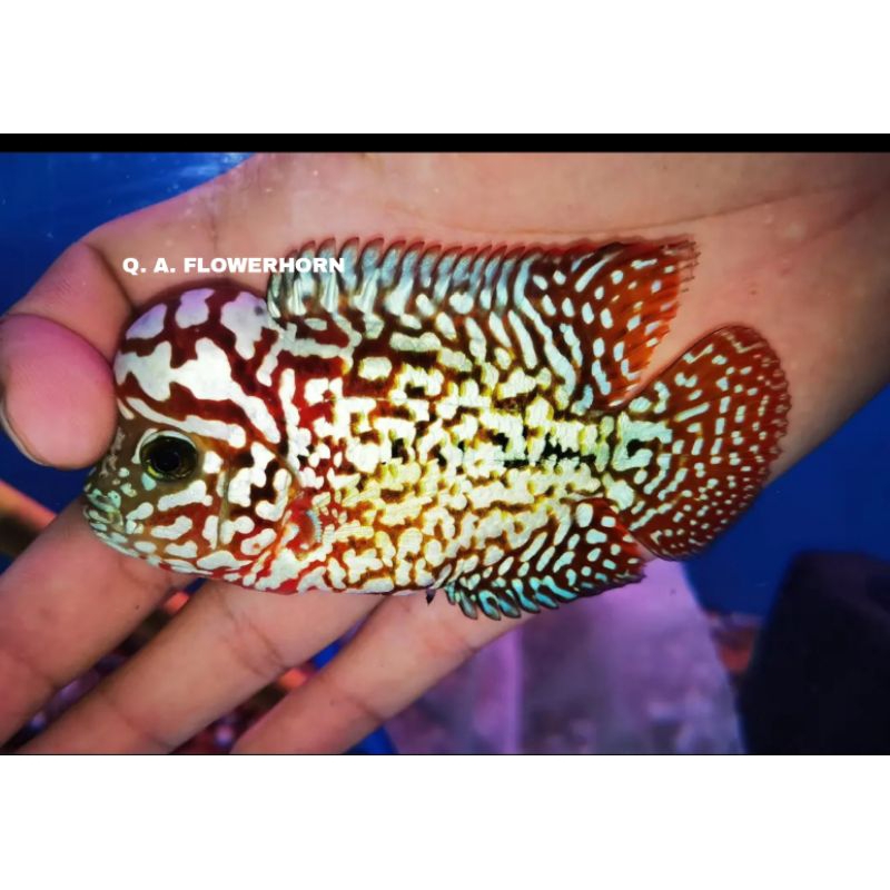 Louhan Burayak GB X Cencu Famale/Male