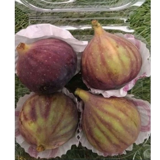 

Buah Tin / Buah Ara Import 1 Pack Isi 4