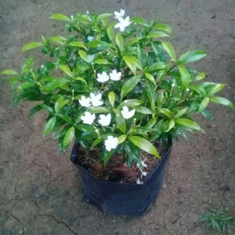 Tanaman hias rombusa mini bunga putih