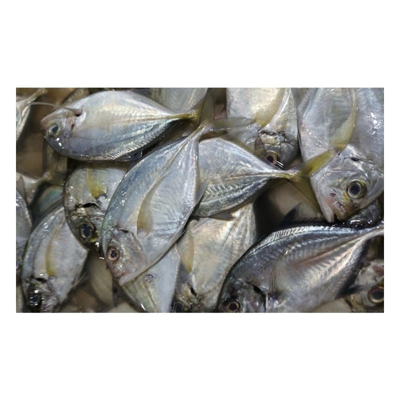 

ikan kuwe segar/ ikan kwe segar/ ikan laut segar 1 kg