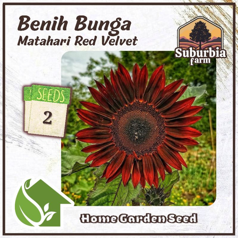 2 Biji Benih Bunga Matahari Merah Red Velvet