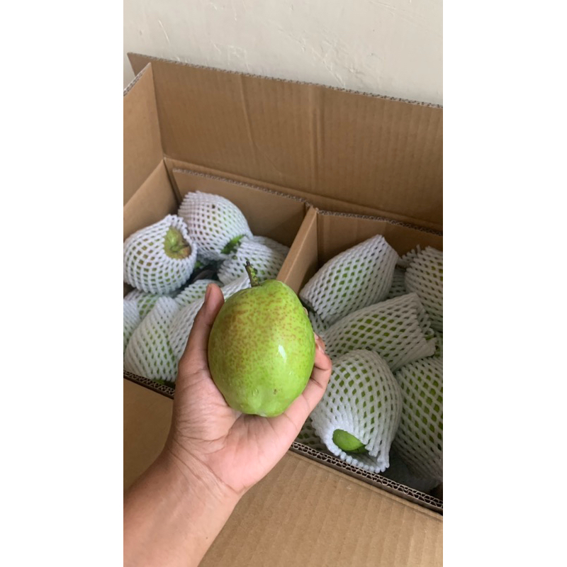 

Pear Xiangli (Harga Per Kg)