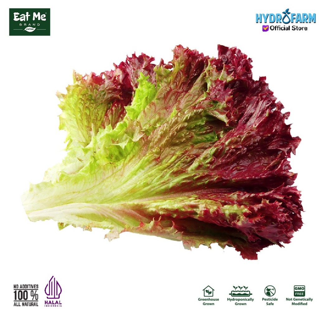 

Eat Me Brand - Selada Red Lolorosa Lettuce Hidroponik Kg