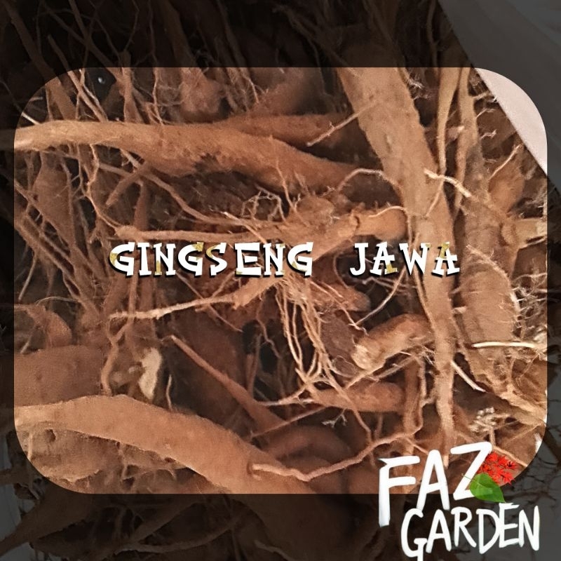 

1kg---> Gingseng jawa Petik langsung