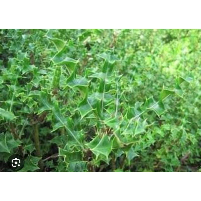 

Daun Jeruju Murah 1 Lembar Segar Fresh Daruju Obat Herbal Tradisional