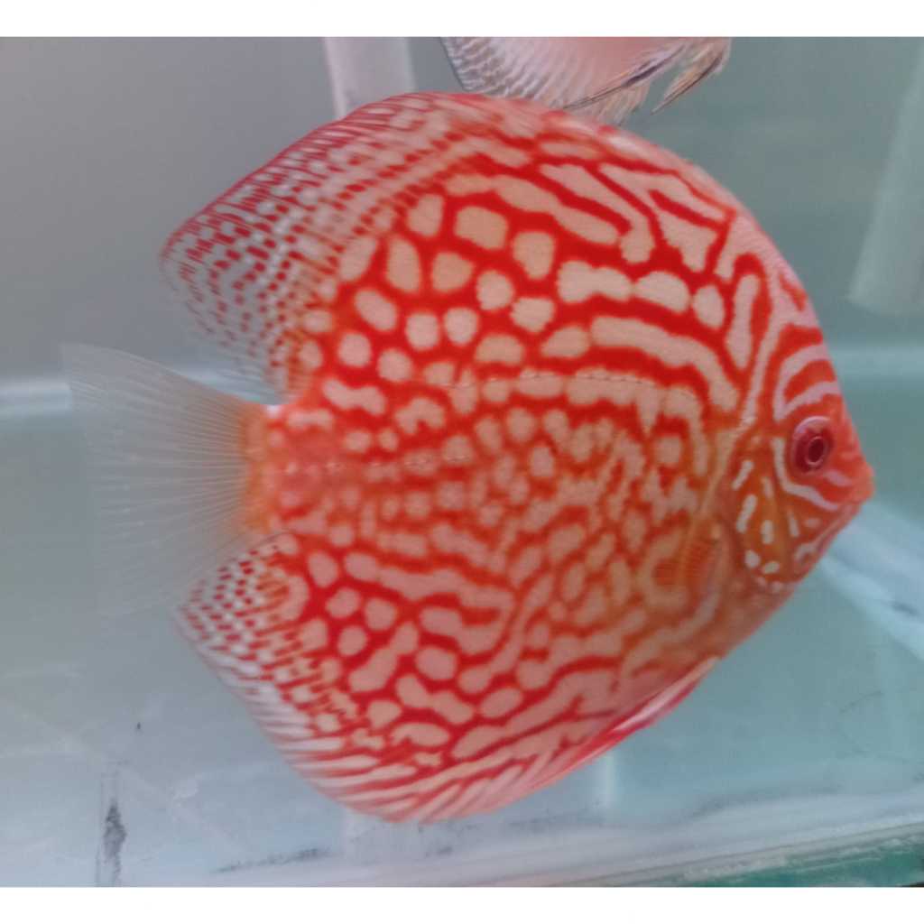 Ikan Discus Albino Red Pigeon 2,5 cm s/d 5" inch