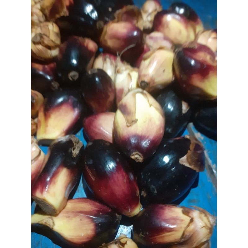 

Buah klapa sawit sgar 3 kg umpan pancing