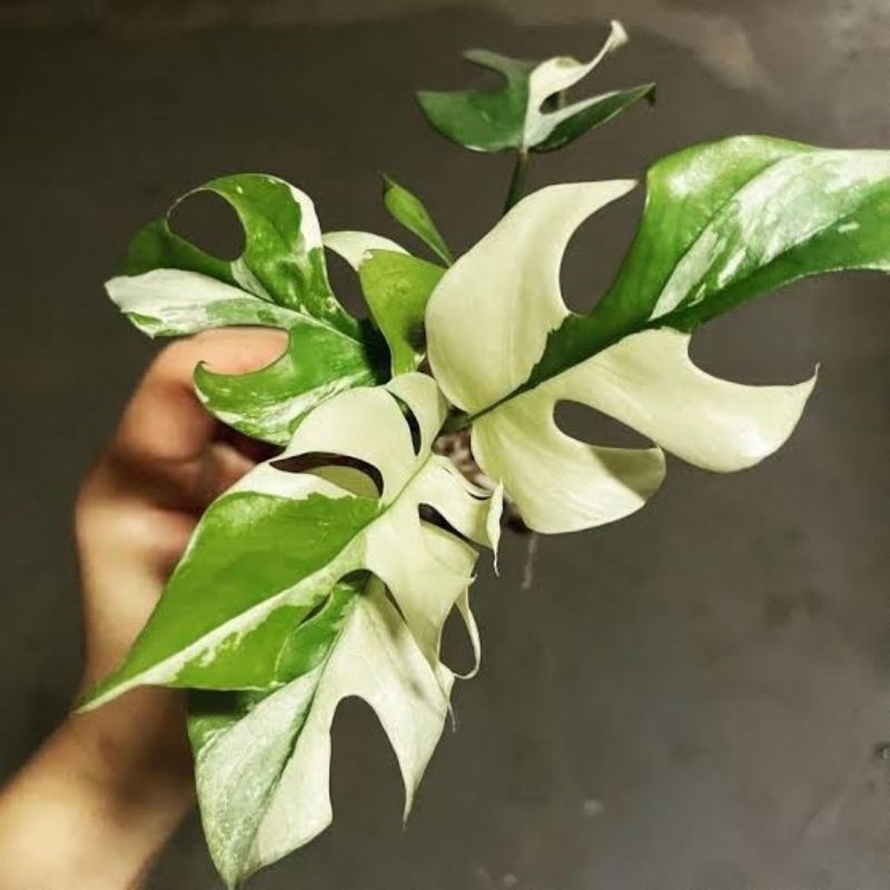 TANAMAN HIAS RHAPHIDOPHORA TETRASPERMA VARIGATA