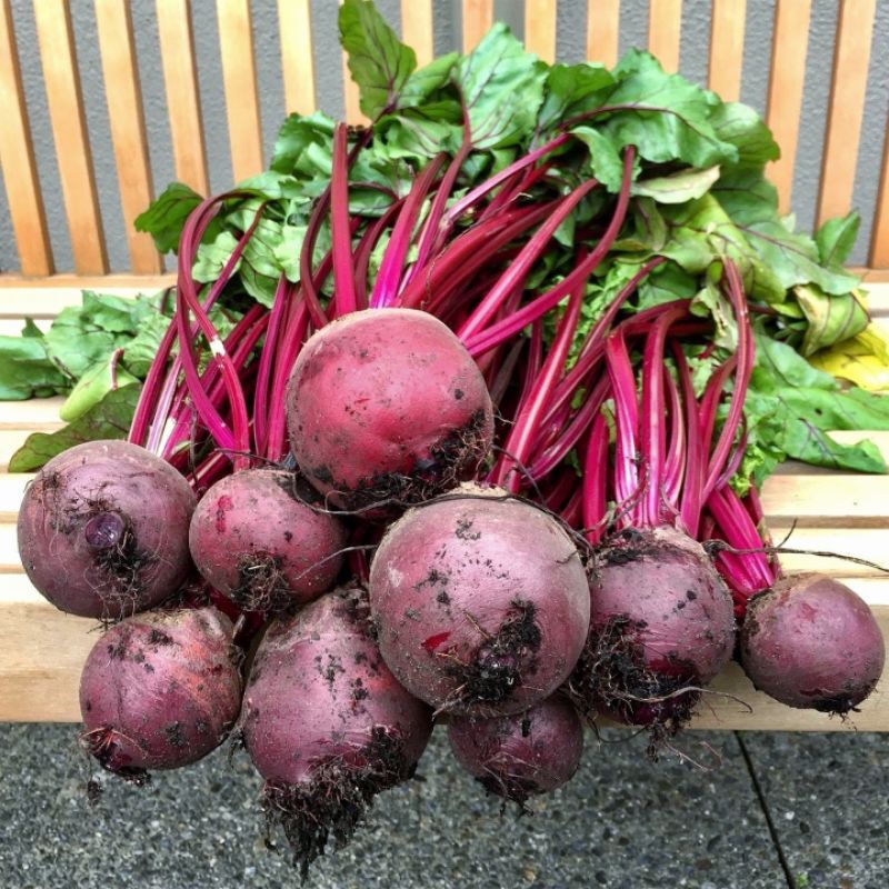 10 Biji Benih Beetroot Bibit Buah Bit