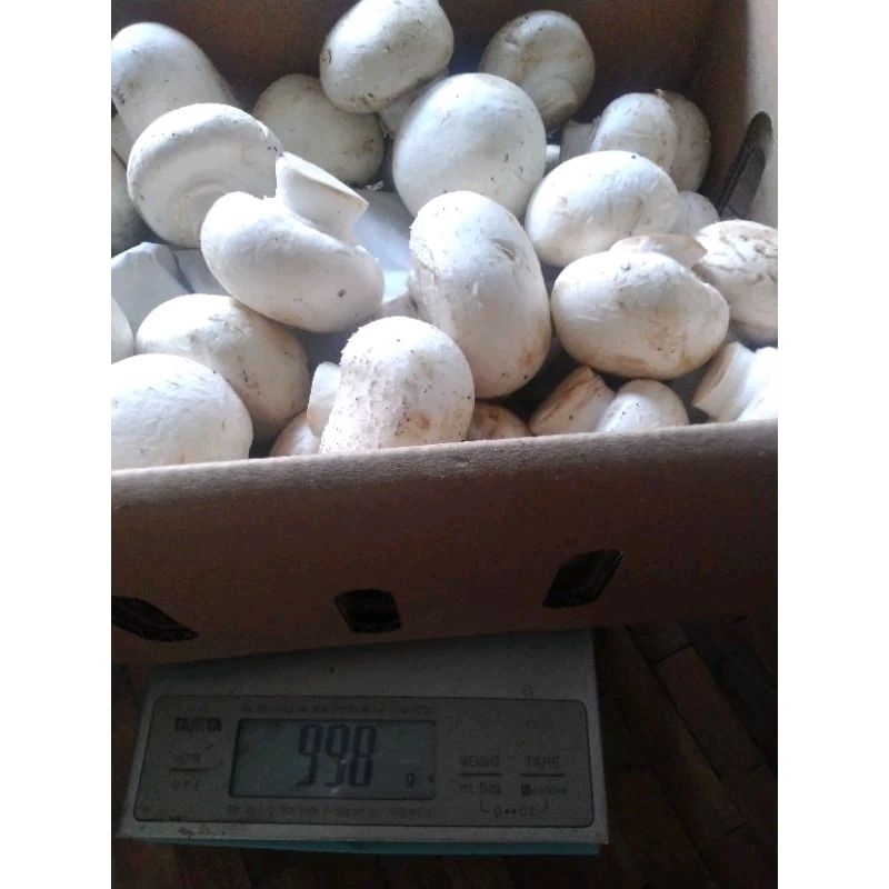 

jamur Champignon/kancing@500 gram