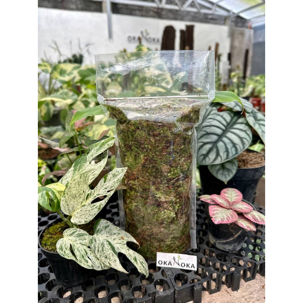 Lumut Media Tanam sudah direndam B1 Thailand