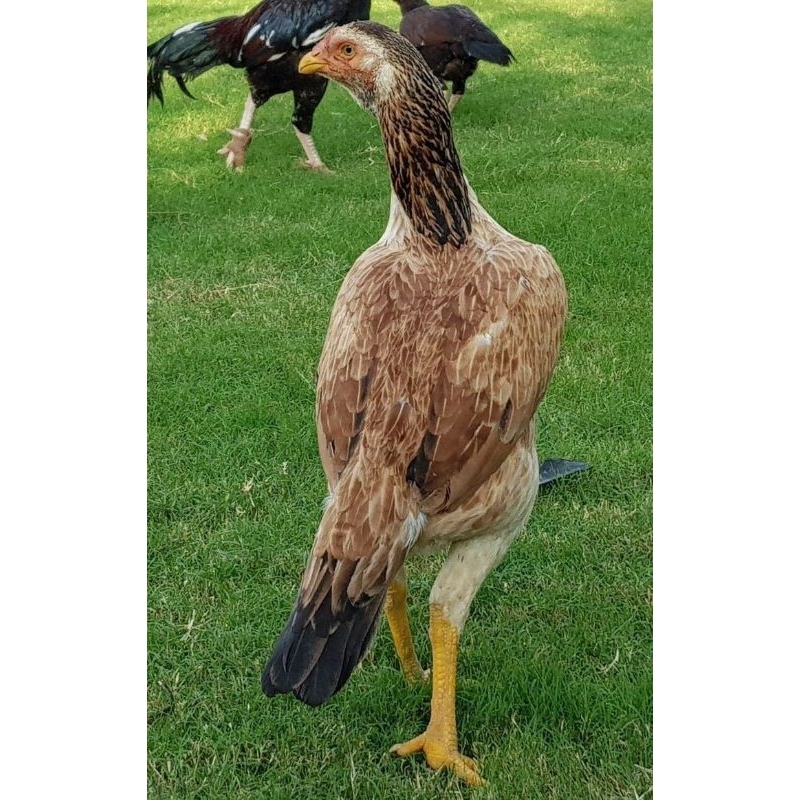 Ayam kampung betina muda/ayam  kampung darean/ayam kampung betina dedara/ayam perempuan potong/ayam