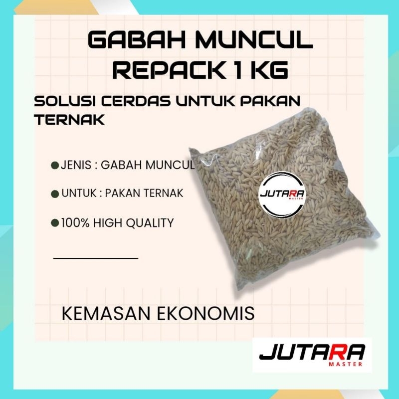 gabah muncul pakan ayam bangkok