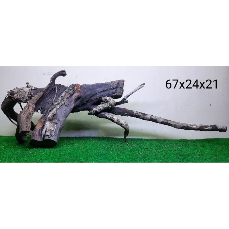 Bonggol Kayu Santigi Laut - Kayu Tenggelam - Aquascape - Aquarium - Taman - 67x24x21 A3