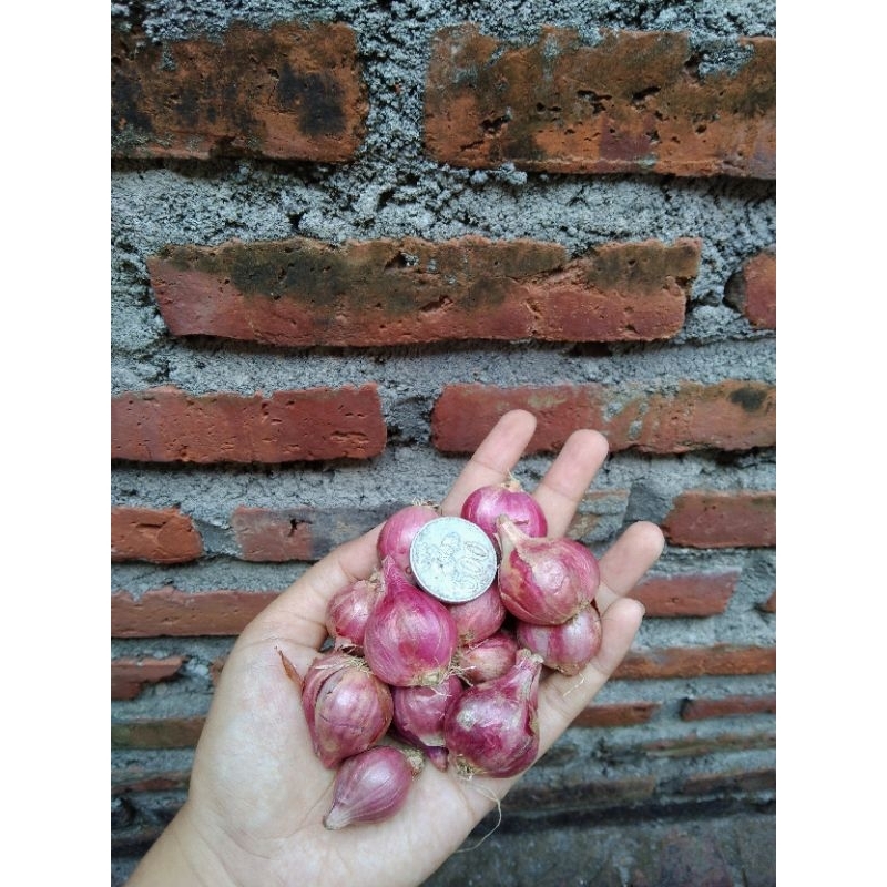 

Bawang Merah Sukomoro Nganjuk