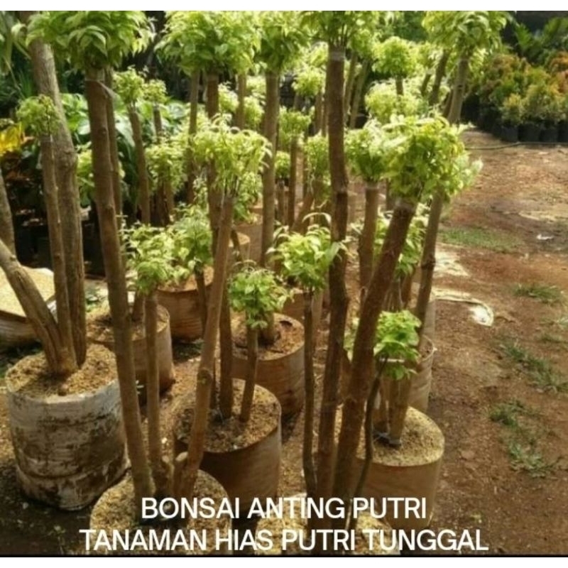 TANAMAN HIAS BONSAI ANTING PUTRI