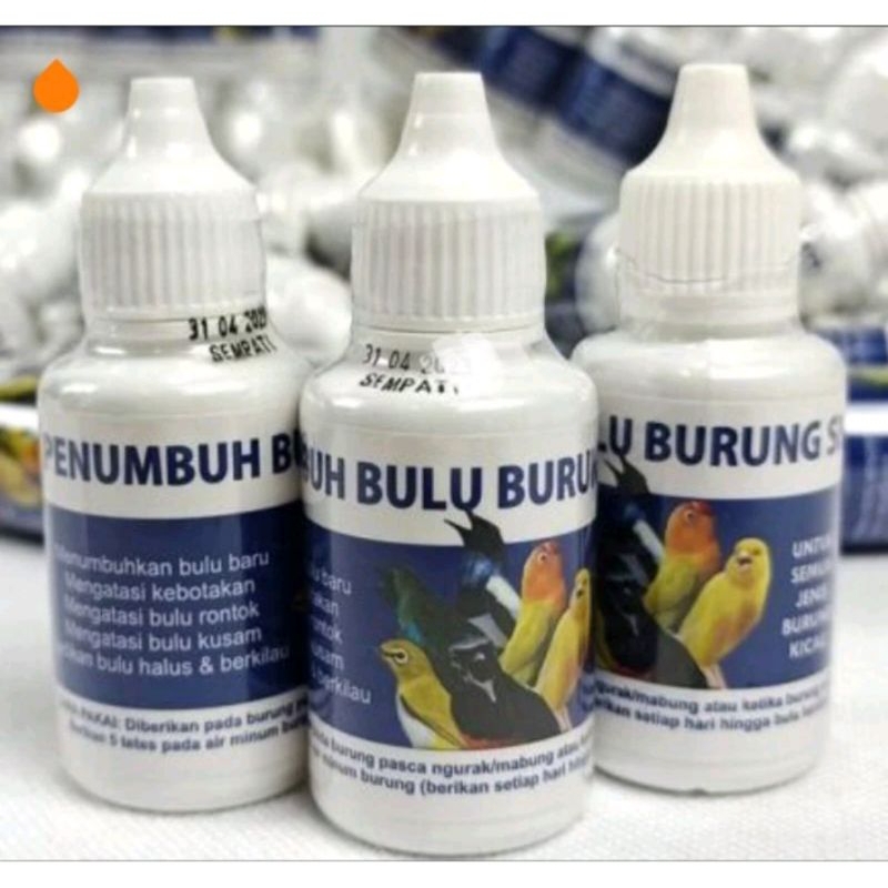 PENUMBUH BULU BURUNG SEMPATI mengatasi bulu patah rontok cepat mabung