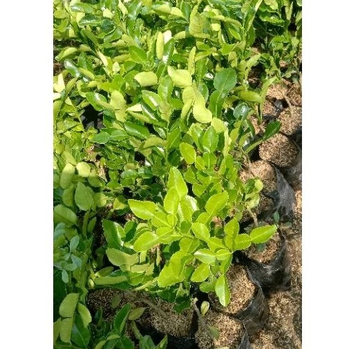 Jeruk Purut, Tanaman Jeruk Purut Daun Rimbun