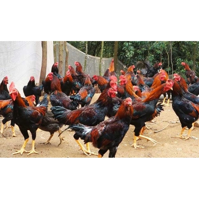 

Ayam kampung asli hidup/ ayam kampung ukuran sedang/ayam kampung asli/ayam kampung/ayam