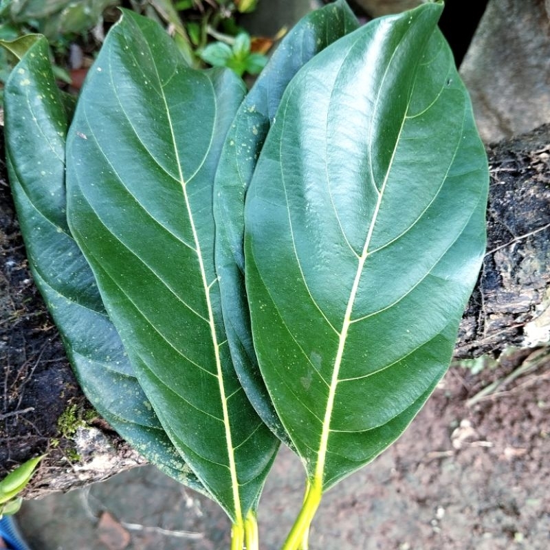 

Daun Nangka Segar Per Lembar