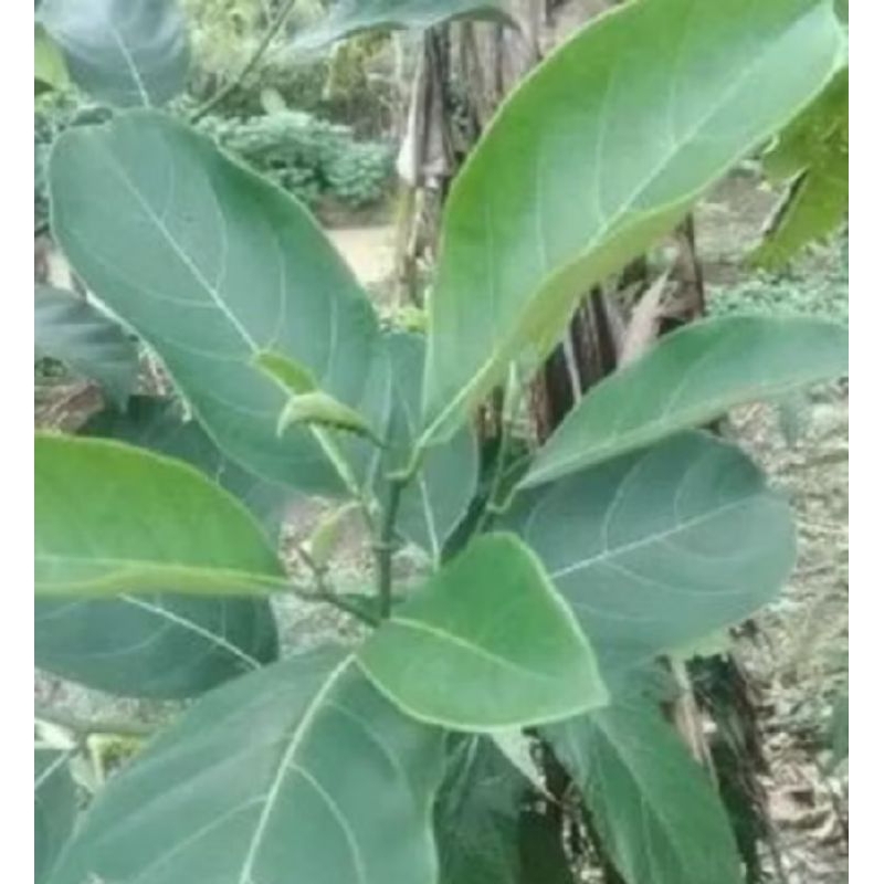 

DAUN NANGKA FRESS 250 gram