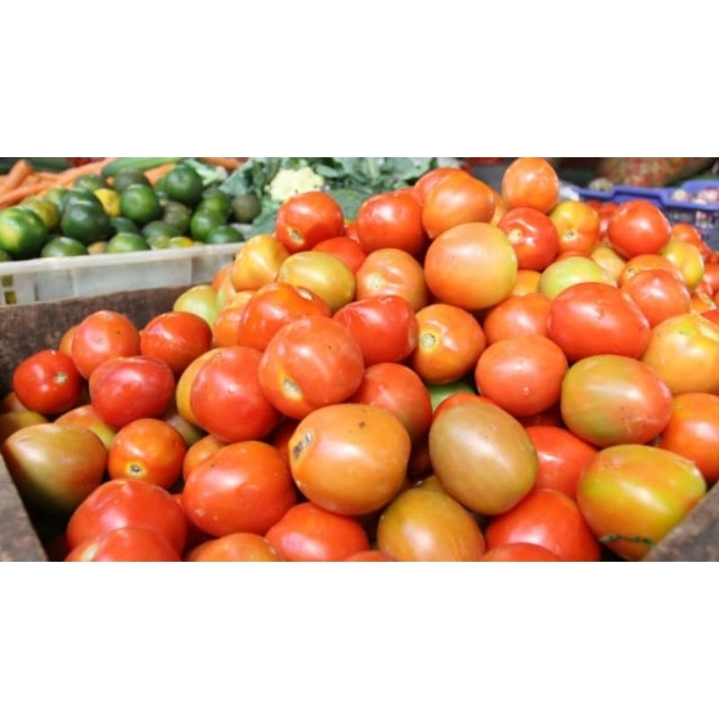 

Tomat sayur 1kg