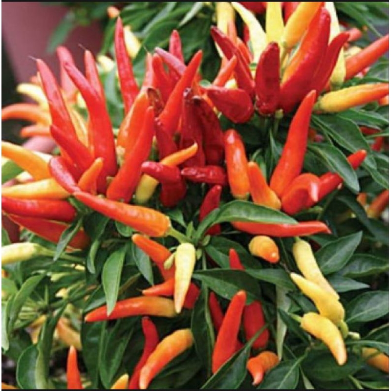 20 Benih Biji Bibit Cabai Klaster Prentul