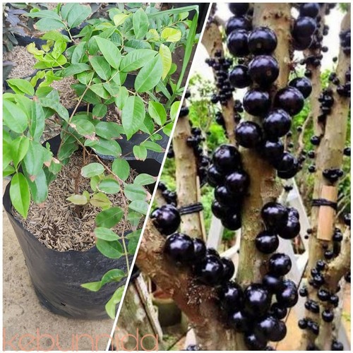 Bibit Anggur Pohon Brazil Sabara Preco ( 1 METER ) Super Murah