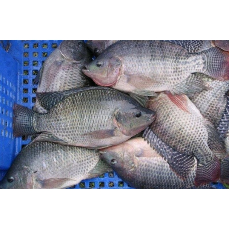 

Ikan Mujaer segar 1 kg