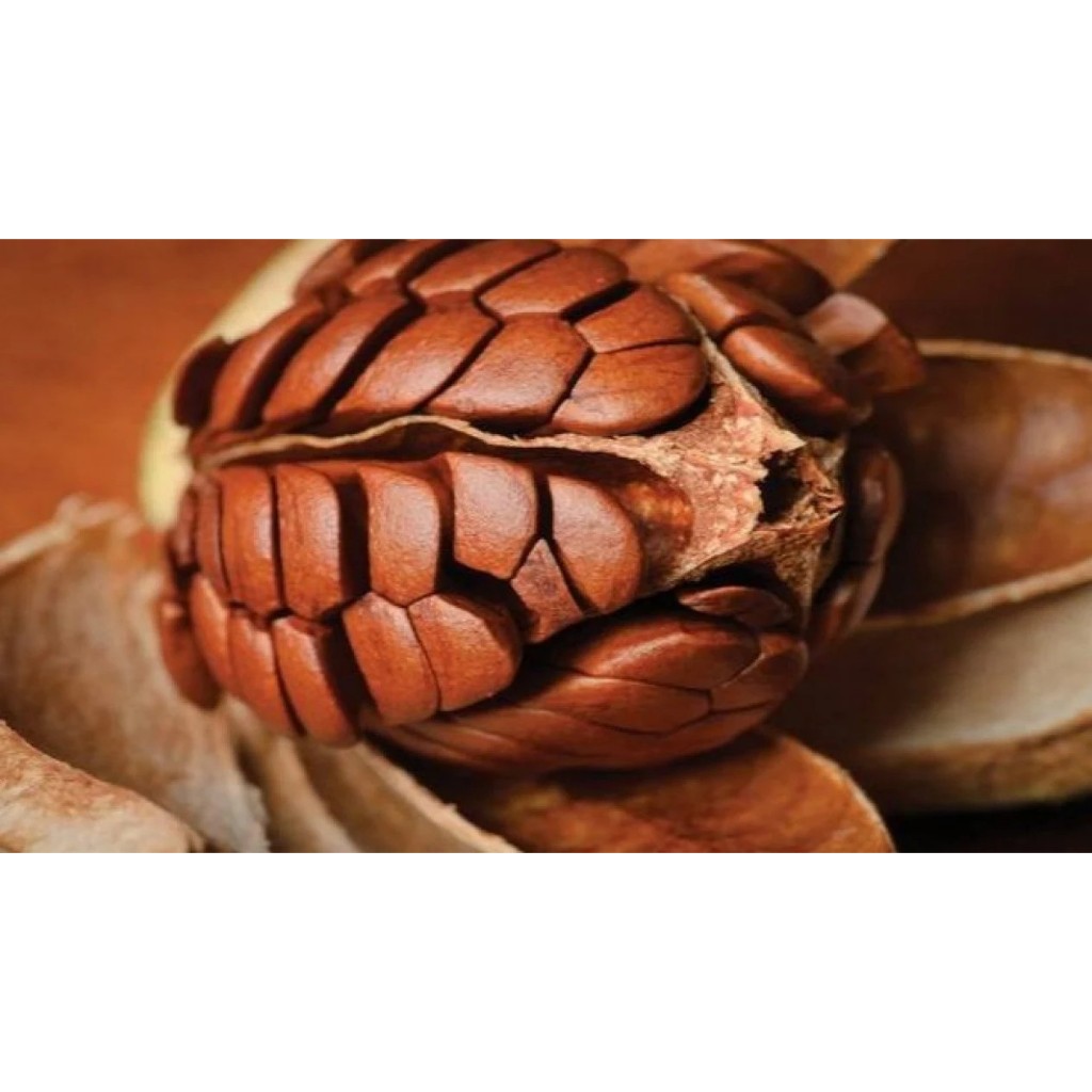 

Beli 10 Gratis 1/Biji Mahoni/mahoni