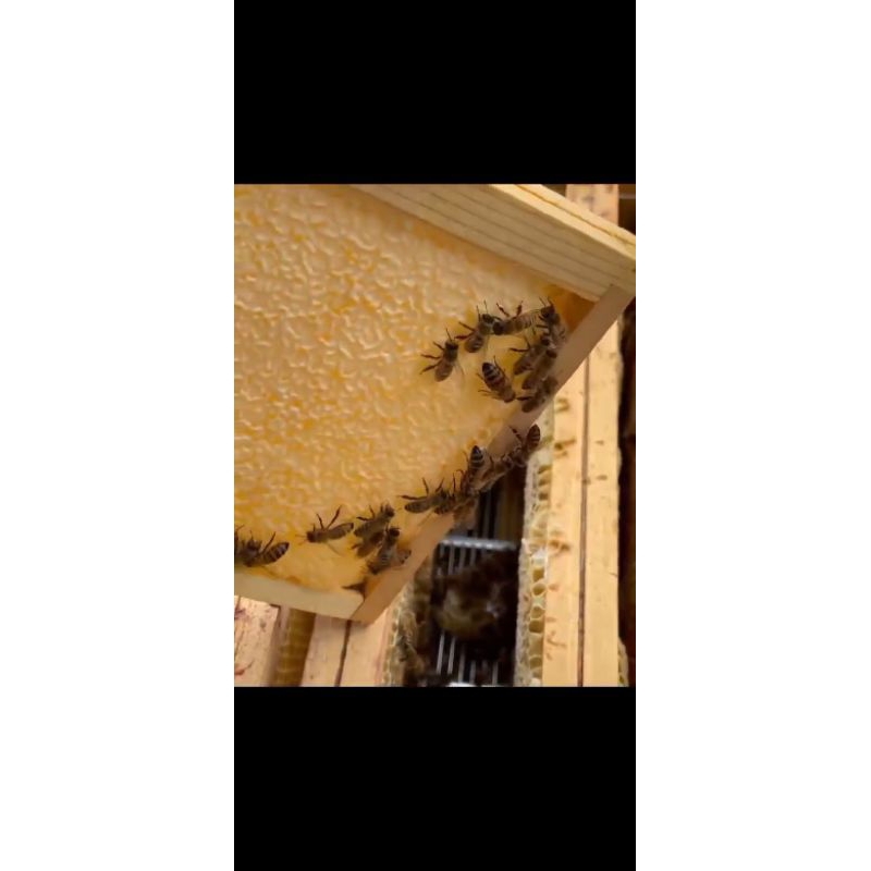 

Madu Murni Multiflora 250gram