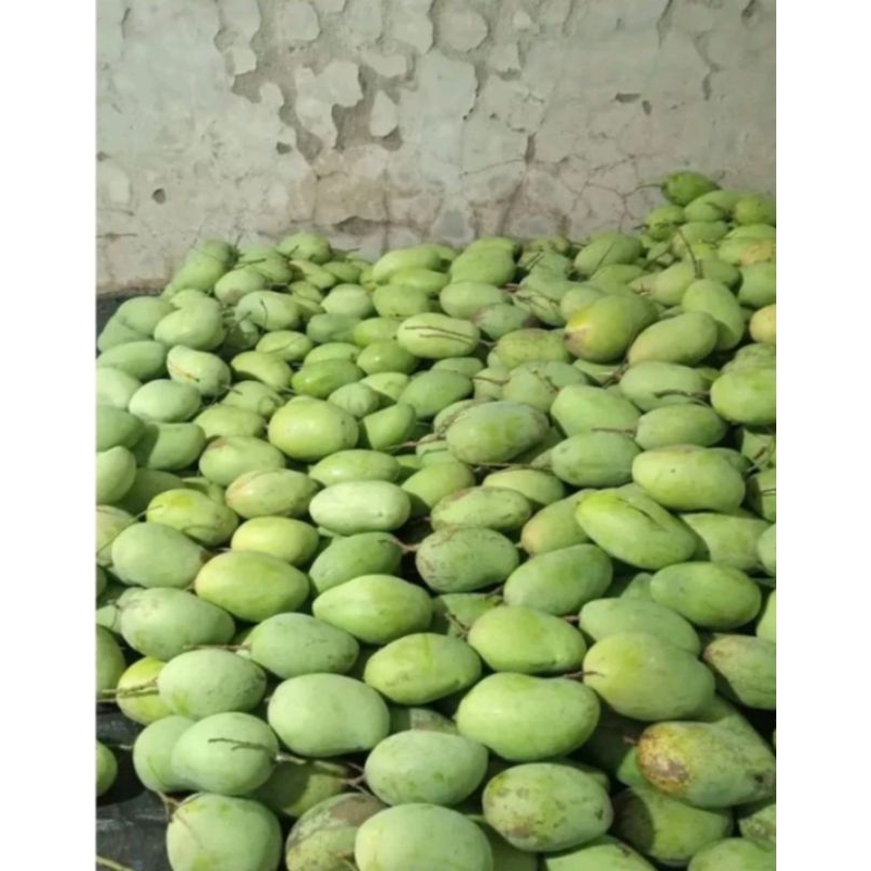 

mangga rujak mangga harum manis 1kg