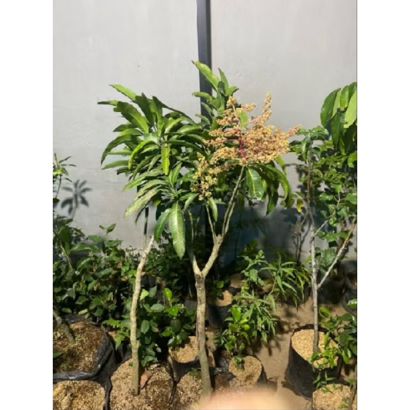 Bibit Mangga Berbunga