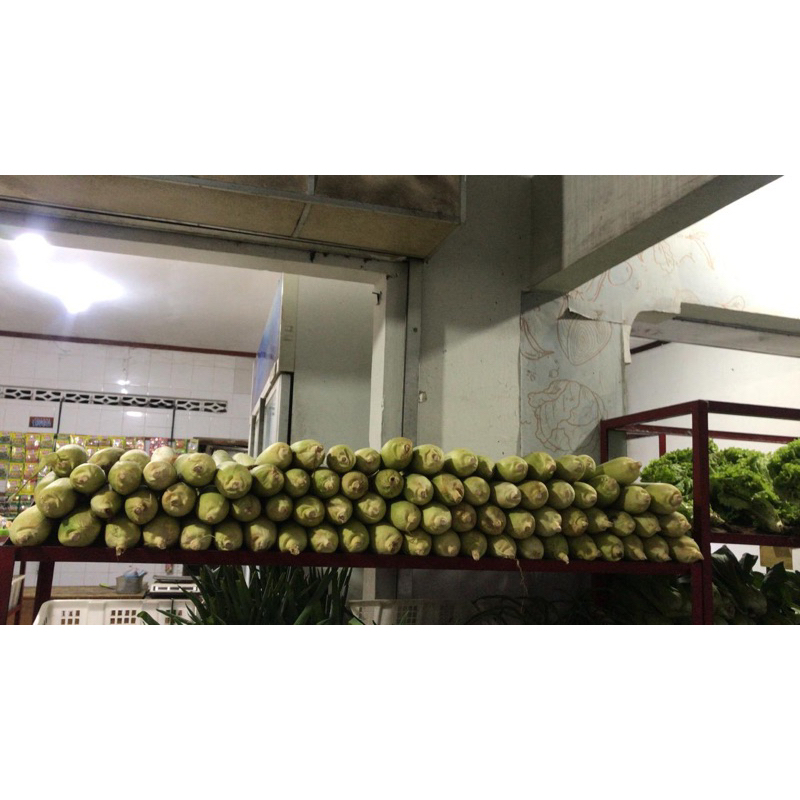 

Sayur Jagung Manis Sweet Boy