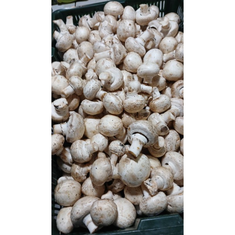 

jamur champinon 250gram