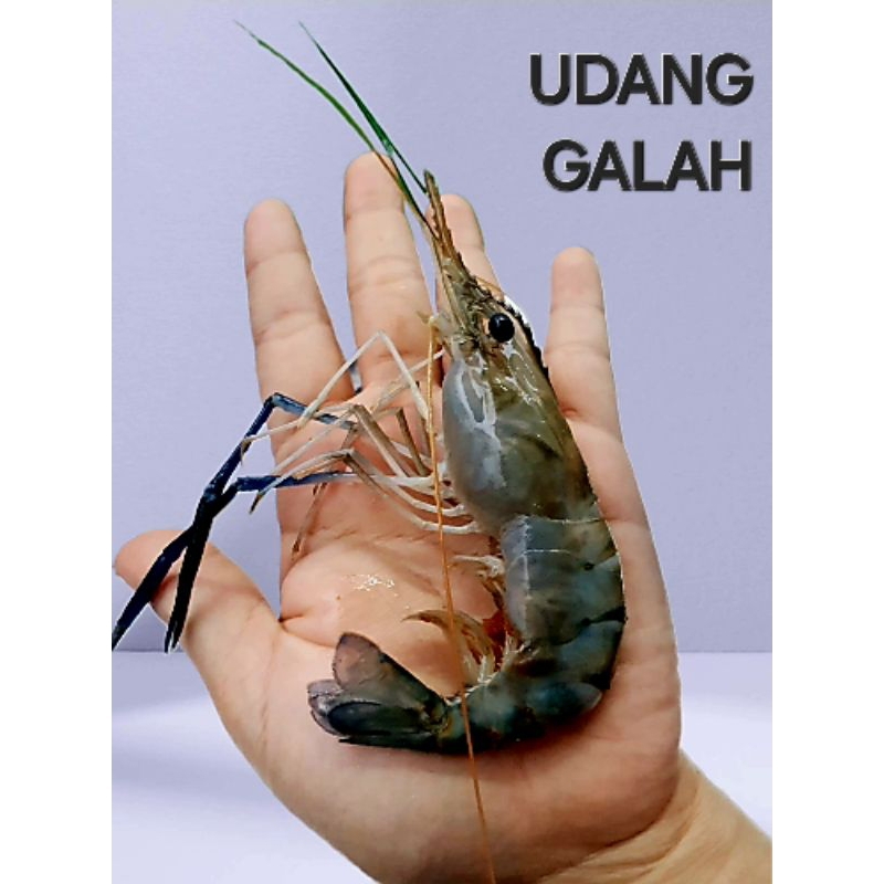 Udang Galah SEGAR